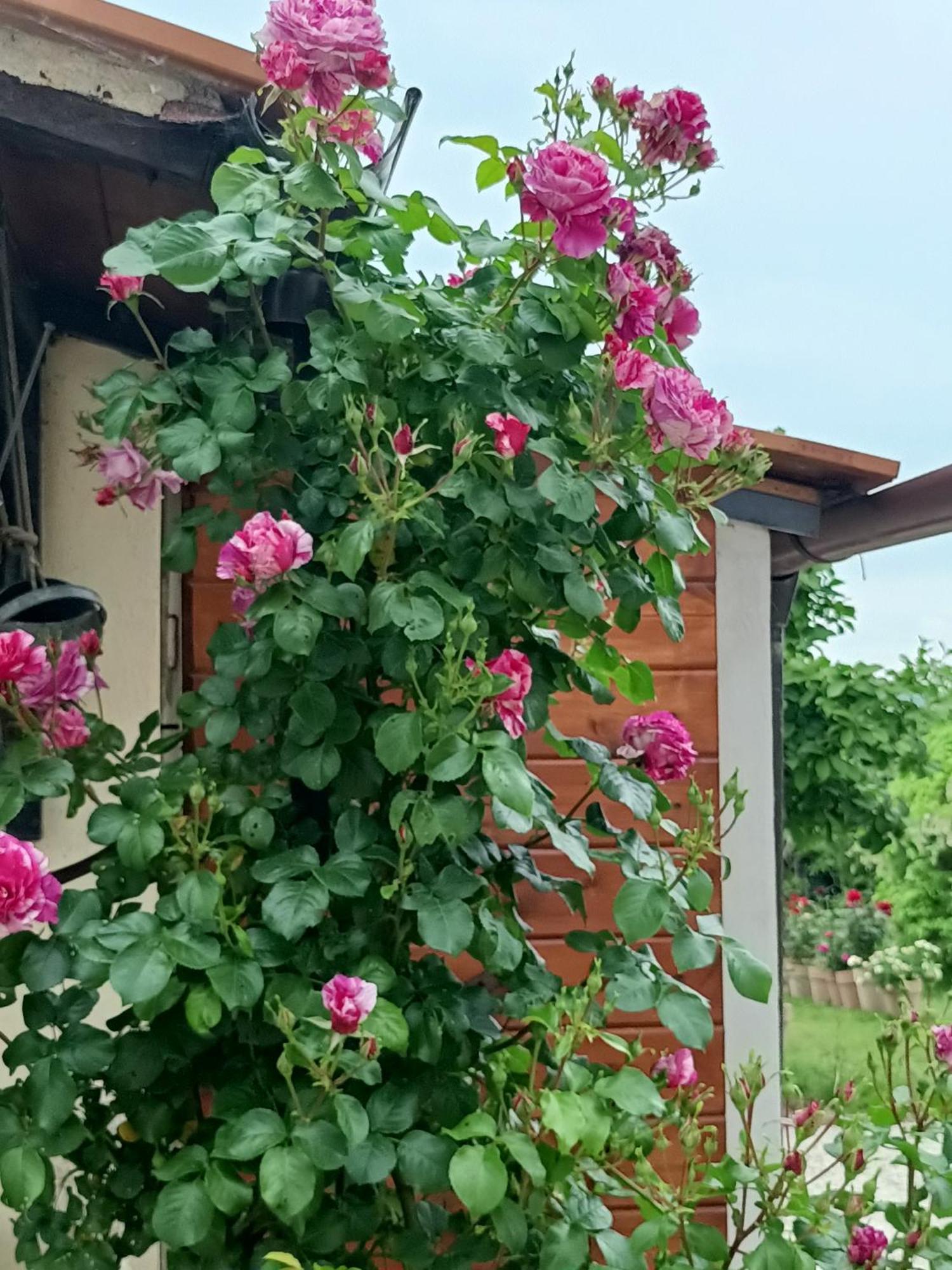 Colle Perazzoni Διαμέρισμα Fiano Romano Εξωτερικό φωτογραφία
